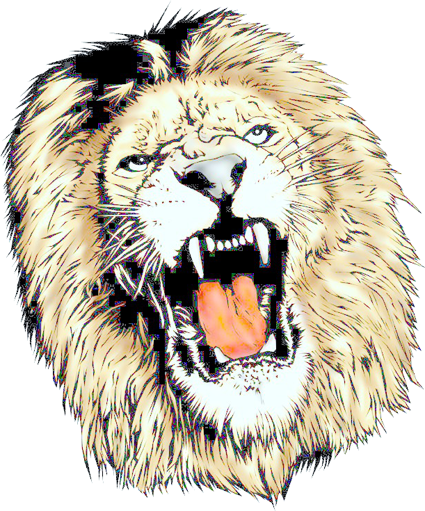 Lion Head Png - Lion Transparent (617x745), Png Download