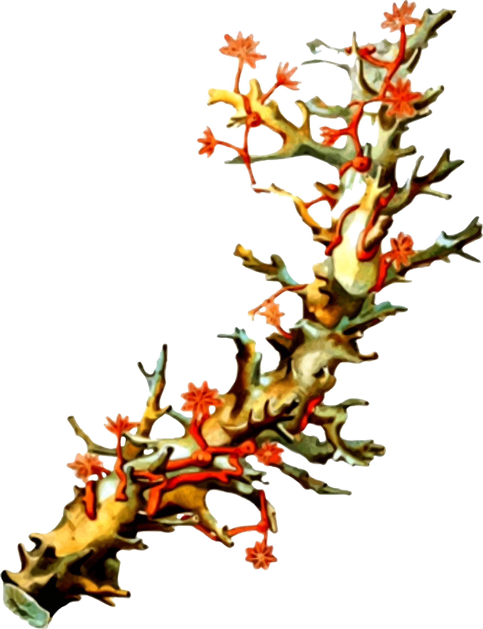 This Free Icons Png Design Of Coral 5 (1844x2400), Png Download