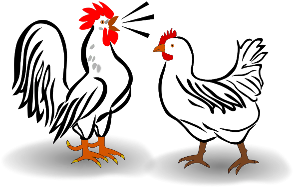 This Graphics Is Penis About Hahn Huhne, Biddy, Chicken, - Chicken And Rooster Clipart (800x566), Png Download