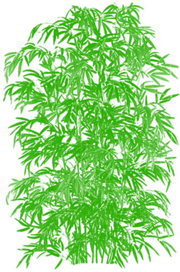 Bamboo Vector Clipart Cartoon Tree, Tree Png Plan, - Bamboo Trees (360x360), Png Download