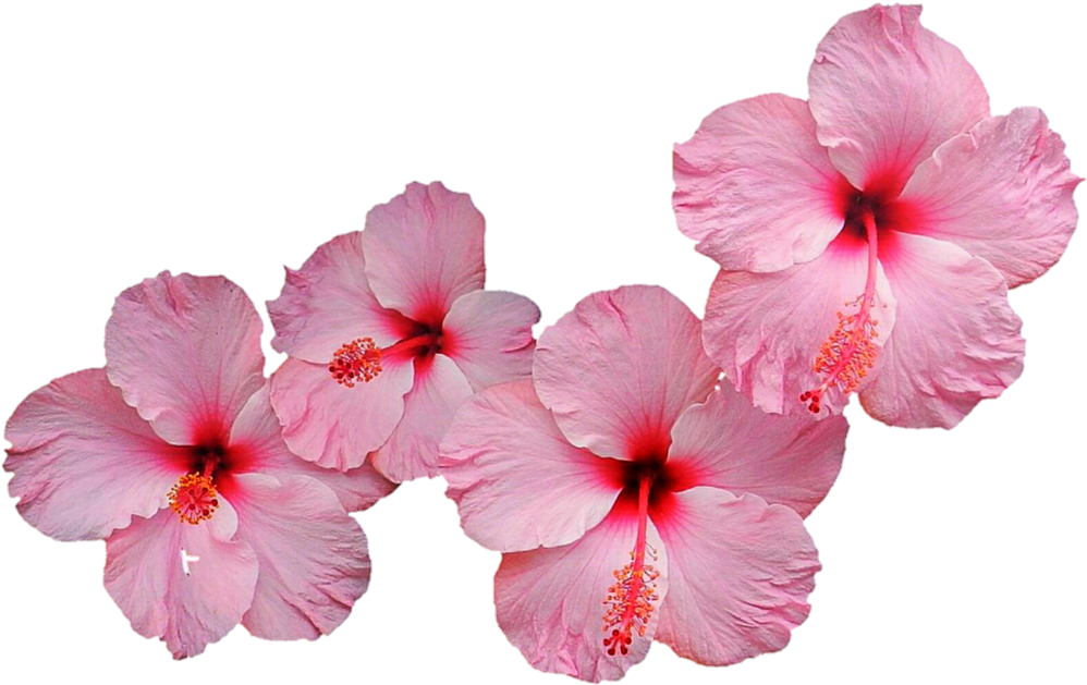 Pink Hibiscus Png (1024x643), Png Download