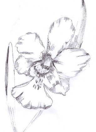 Moth Orchids Drawing Botanical Illustration Watercolor - Red Orchids (307x423), Png Download