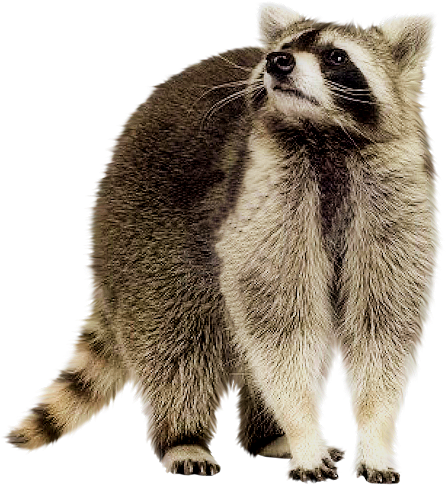 Share This Image - Raccoon Png (446x485), Png Download