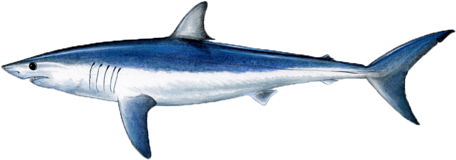 Shortfin Mako Shark (950x352), Png Download