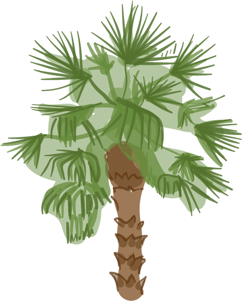 Canary Island Date Palm - Palm Outdoor (530x613), Png Download