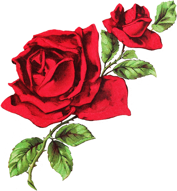 Drawing Of Two Red Roses - White And Red Aesthetic Header (649x709), Png Download