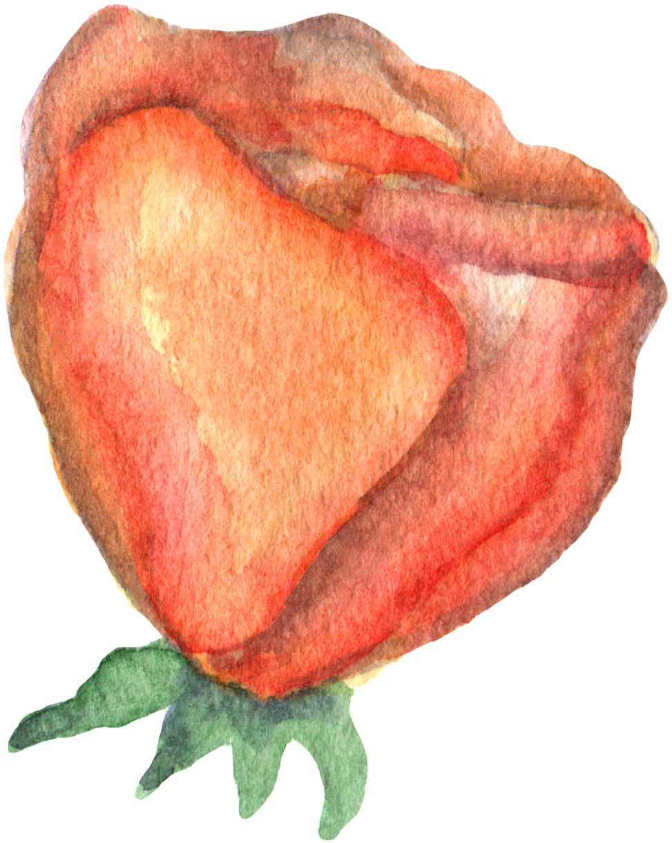 Hand Drawn Render Rose Watercolor Transparent - Watercolor Painting (1024x1272), Png Download