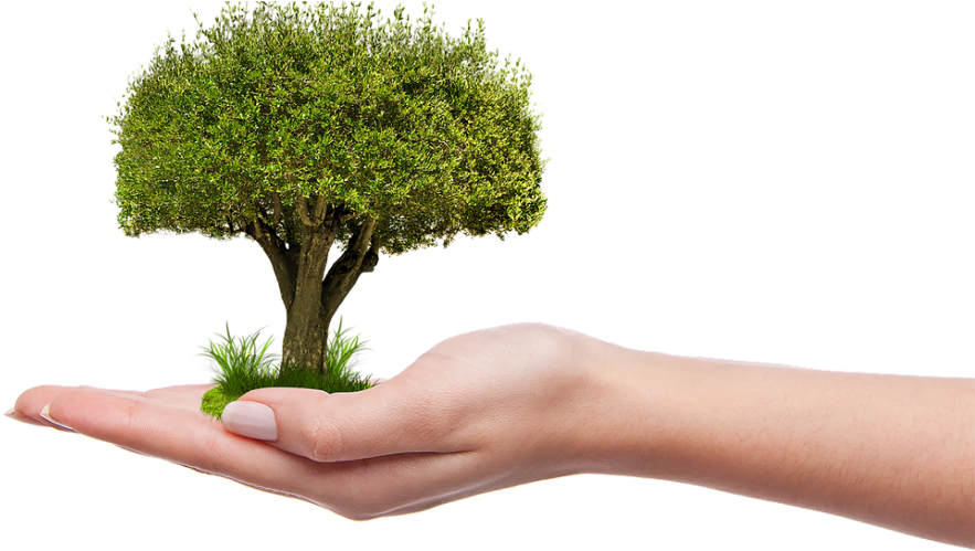 Tree-1247796 - Plant A Tree Png (640x361), Png Download