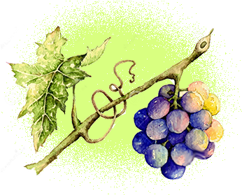 Organic Grapeseed Oil - Watercolor Painting (400x300), Png Download