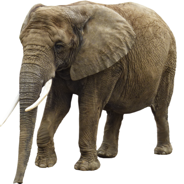 Hq Elephant Png Transparent Elephant - Transparent Background Elephant Png (800x800), Png Download