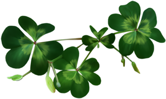 Irish Shamrock Png Download - Shamrocks Transparent (550x333), Png Download