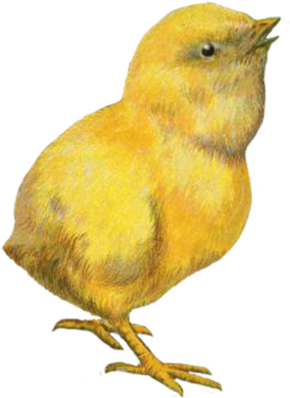 Download Easter Chicken Clip Art Chicken Gif Png Full Size Png Image Pngkit