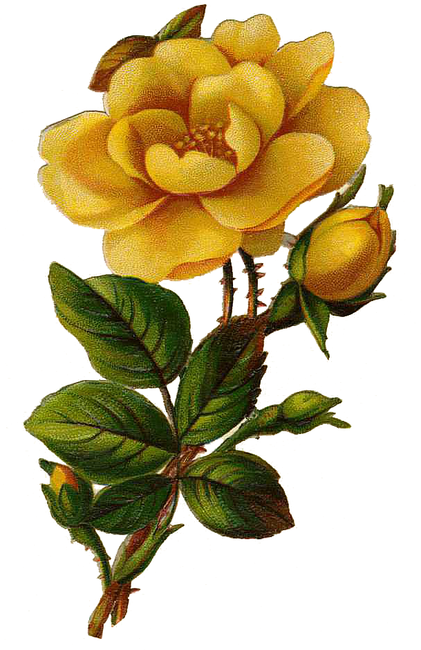 Leaping Frog Designs - Yellow Vintage Rose Png (609x980), Png Download