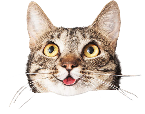 Cats Face Png Png Stock - Cat Holding Sign (510x395), Png Download
