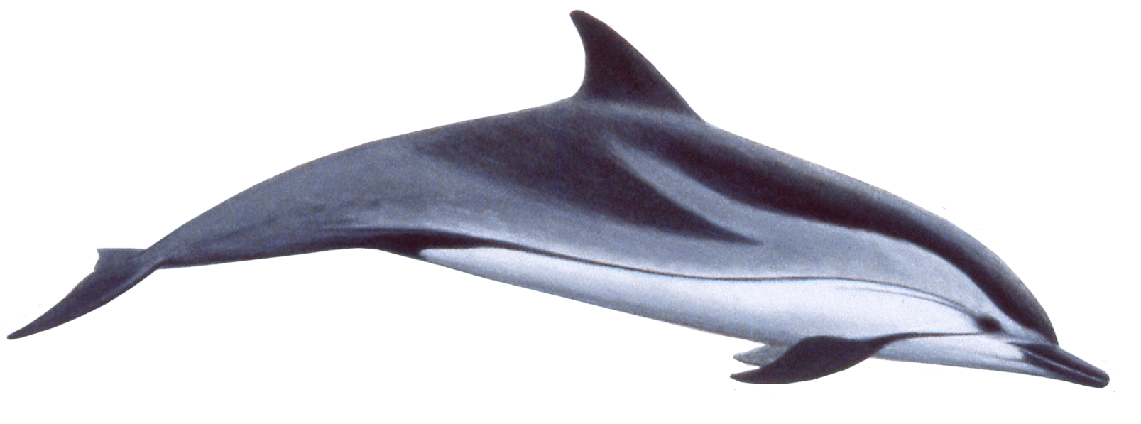 Blog Católico Navideño ® - Dolphin Transparent Background (640x255), Png Download