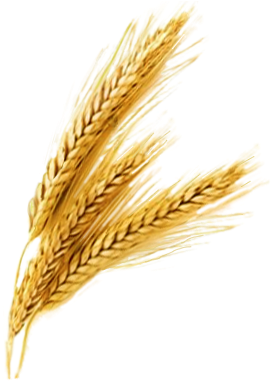 Wheat-header1 5700 - Wheat Png (400x385), Png Download