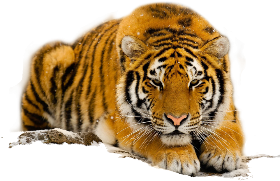Free Download Species Of The South China Tiger - Charming Frame-the Lazy Tiger Pattern Design Pillowcase,twin (1024x640), Png Download