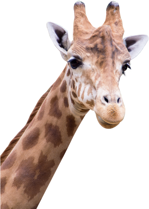 Giraffe Png Transparent Image - Amine Good For You (500x700), Png Download