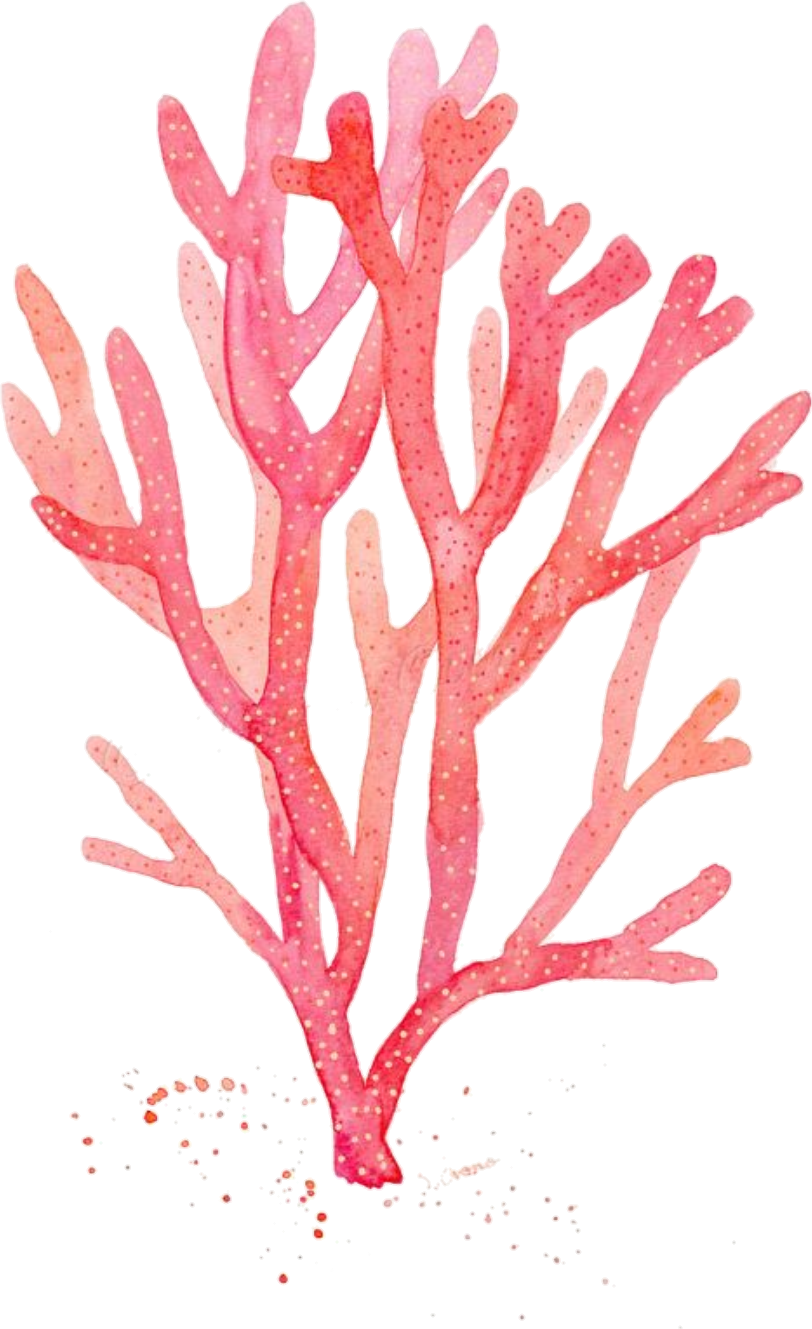 Red Coral Watercolor Painting Drawing Algae - Corail Aquarelle (812x1329), Png Download