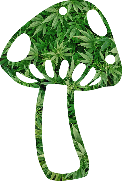 Mushroom, Shroom, Weed, Fungi, Fungus, Psychedelic - Grass (485x720), Png Download