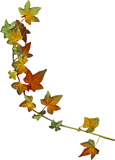 Foglie Autunno Png (400x556), Png Download