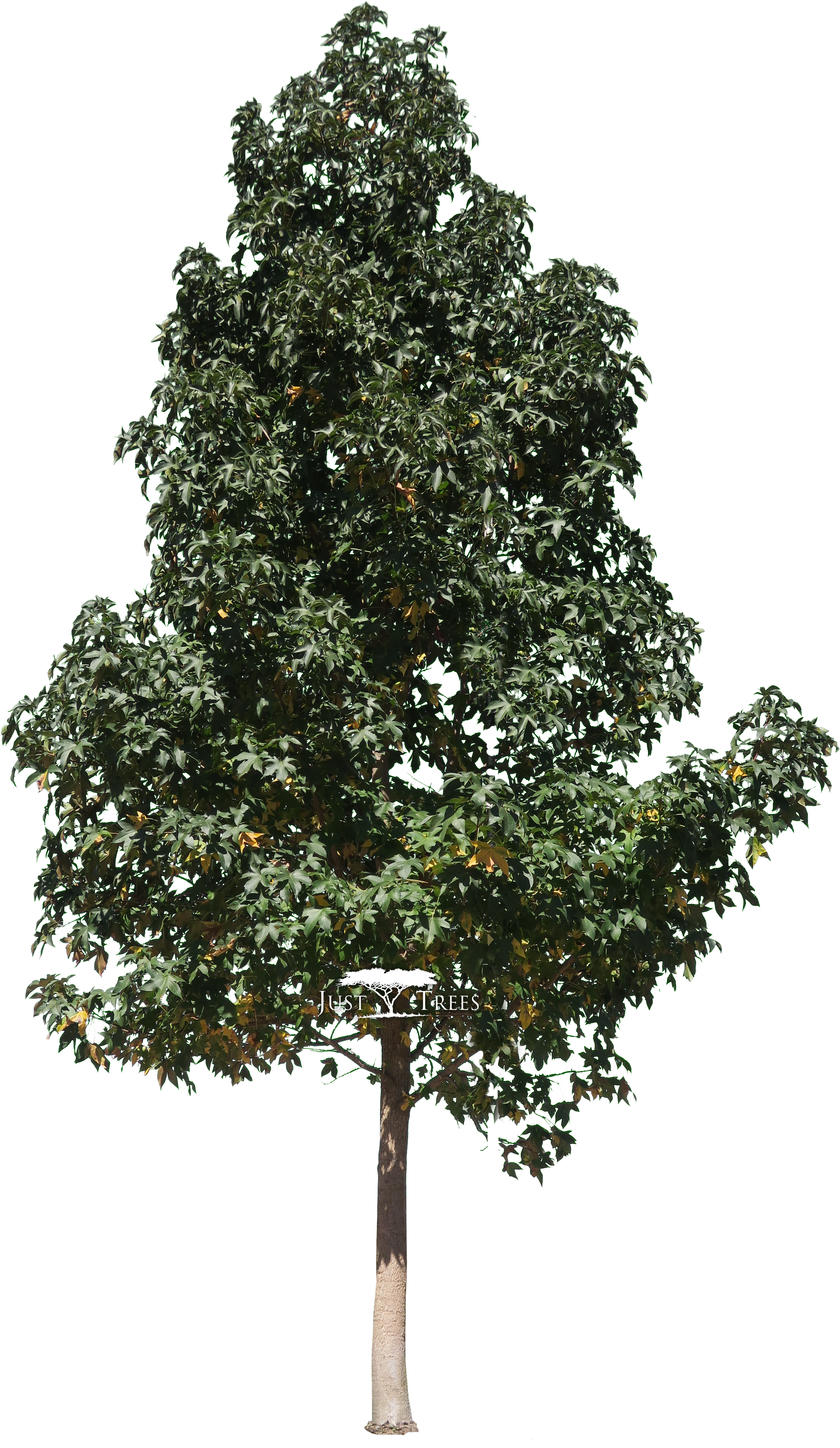 Liquidambar Styraciflua - Liquidambar Styraciflua Png (2200x3665), Png Download