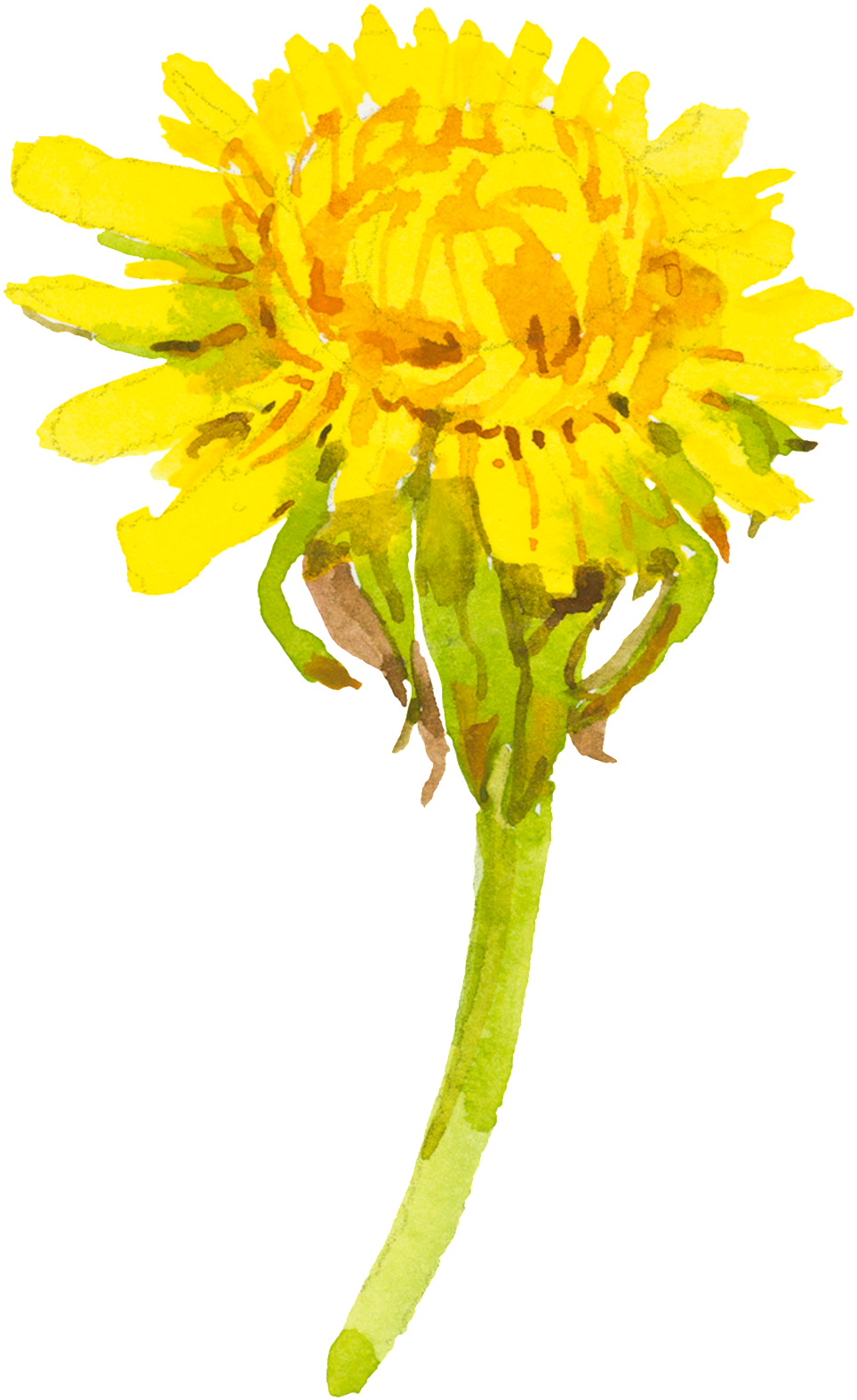 Yellow Cartoon Chrysanthemum Watercolor Transparent - Watercolor Painting (1024x1601), Png Download