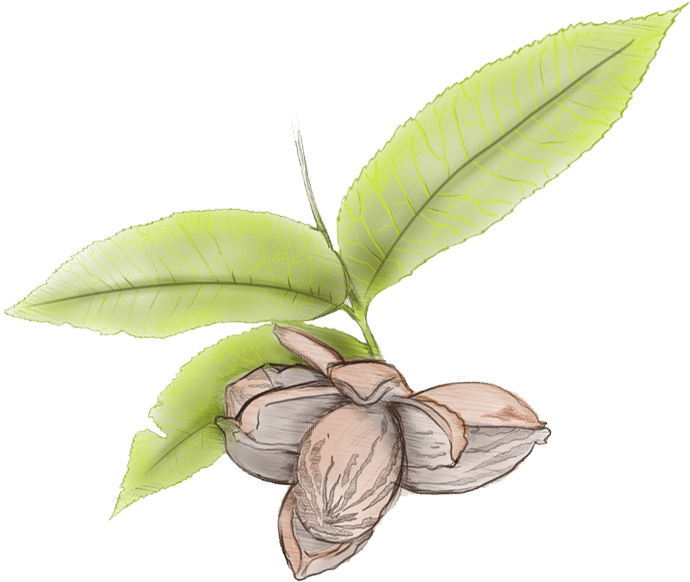 Pecan Leaves Illustration - Illustration (759x643), Png Download