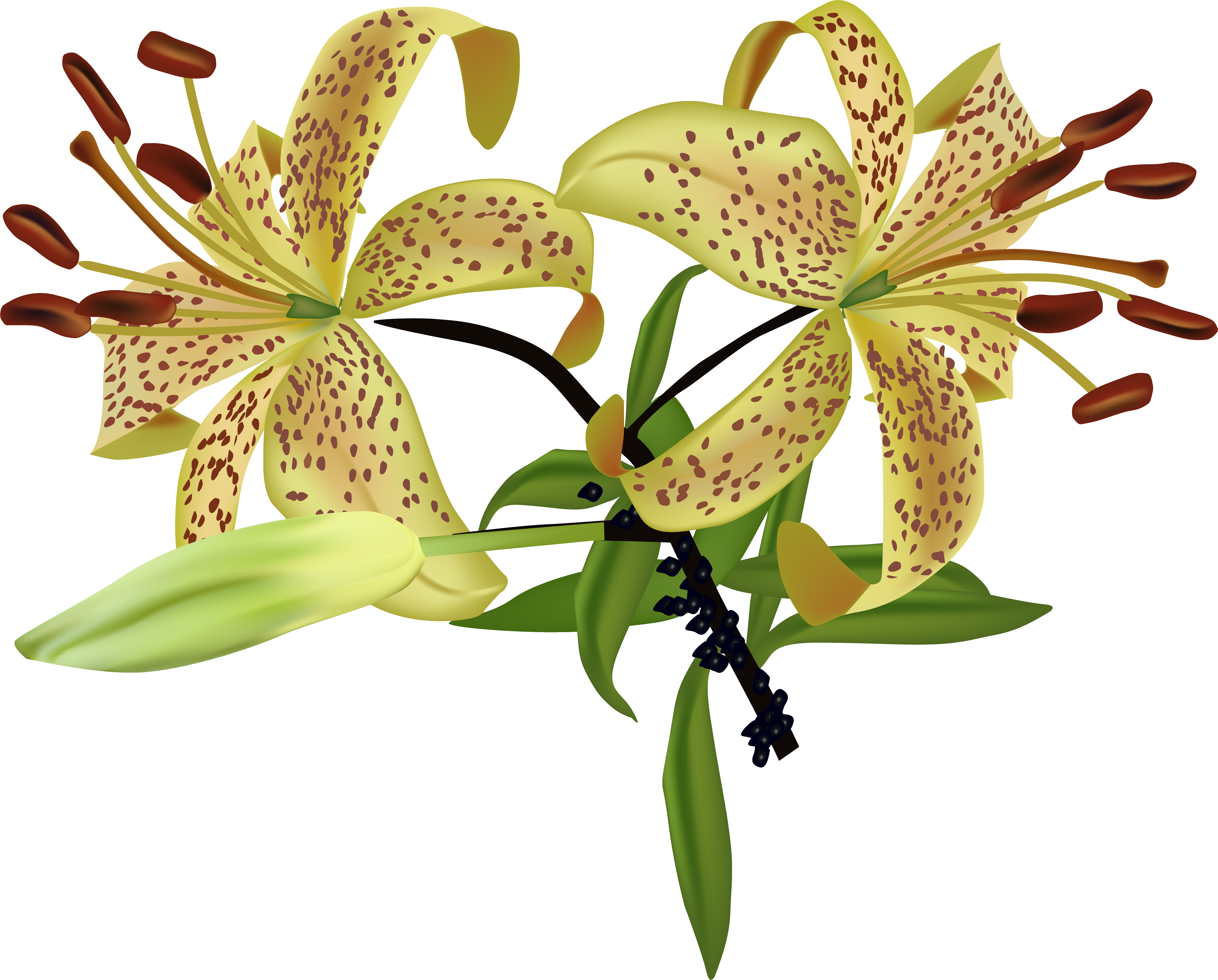 Lilium Flower Watercolor Painting - Flower (5143x4141), Png Download