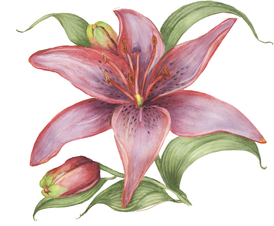 Hand Drawn Flowers, Watercolor Flowers, Transparent - Watercolor Painting (1024x1166), Png Download