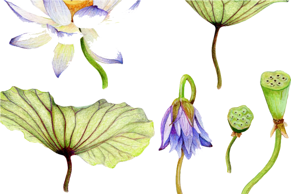 Watercolor Painting Nelumbo Nucifera Water Lily Drawing - Watercolor Painting Art Water Lilies (1024x677), Png Download