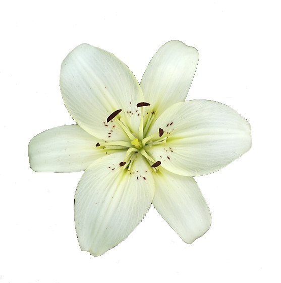 Lily White High-quality - Lily Flower Transparent Background (557x560), Png Download