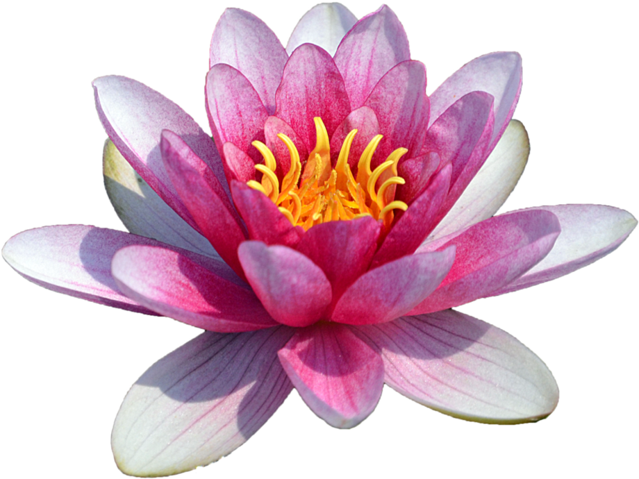 Free Png Water Lily Transparent Png Images Transparent - Water Lily Flower Png (850x709), Png Download