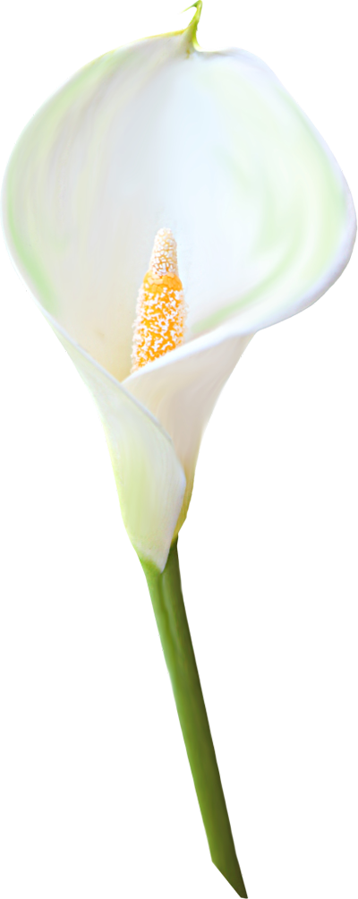 Image Of Calla Lily Clipart - Calla Lily Transparent Background (400x1004), Png Download