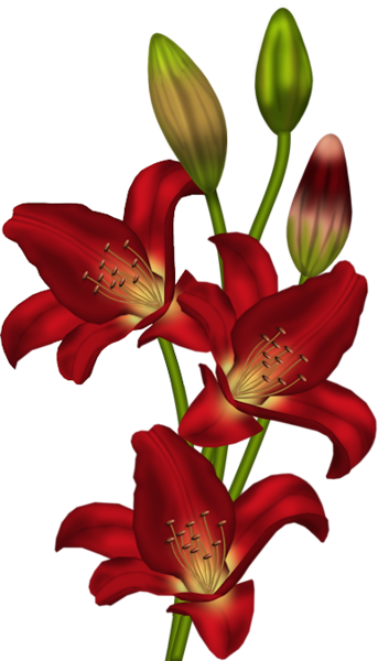 Tubes Fleurs - Page - Clip Art Flower Stargazer (343x600), Png Download