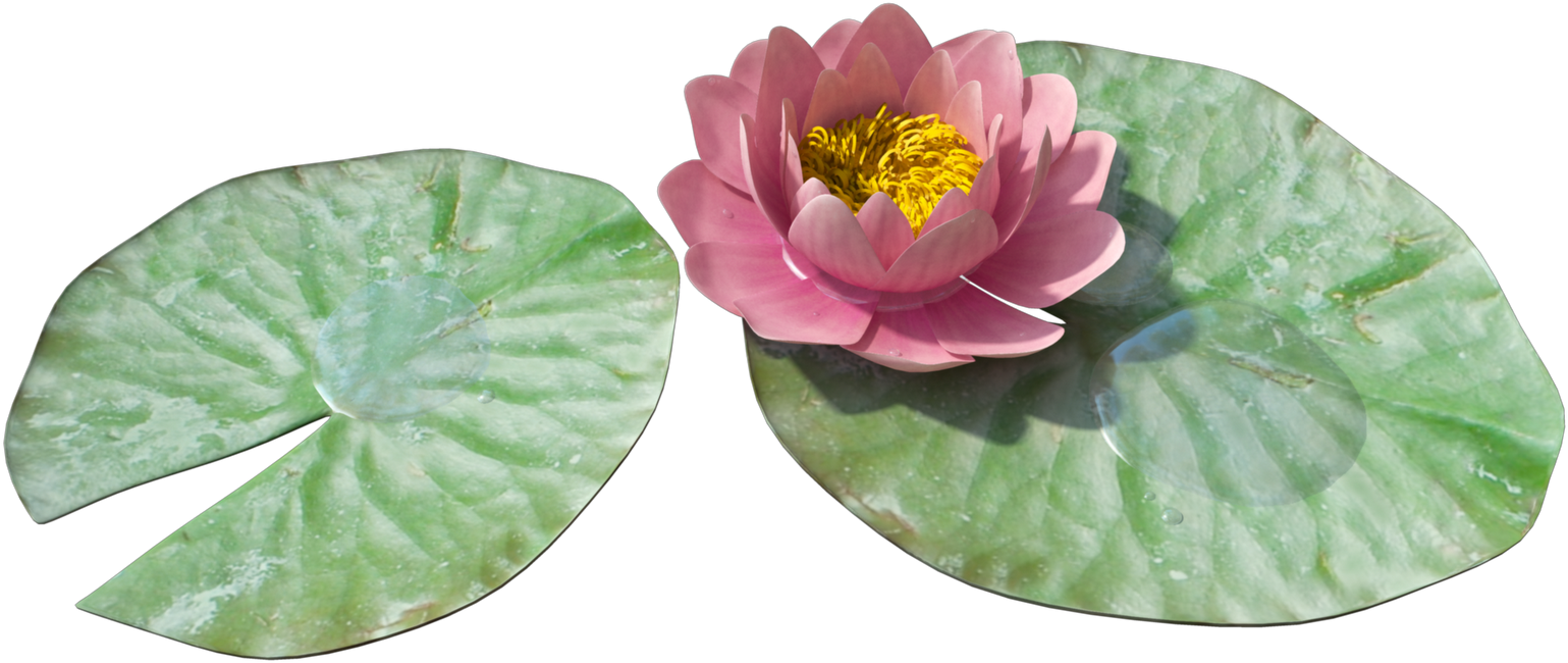 Water Lily Png Image - Water Lily Transparent Png (1600x900), Png Download