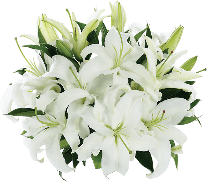 Tight Bouquet Of Lilies - Fresh Lily Flowers (677x600), Png Download