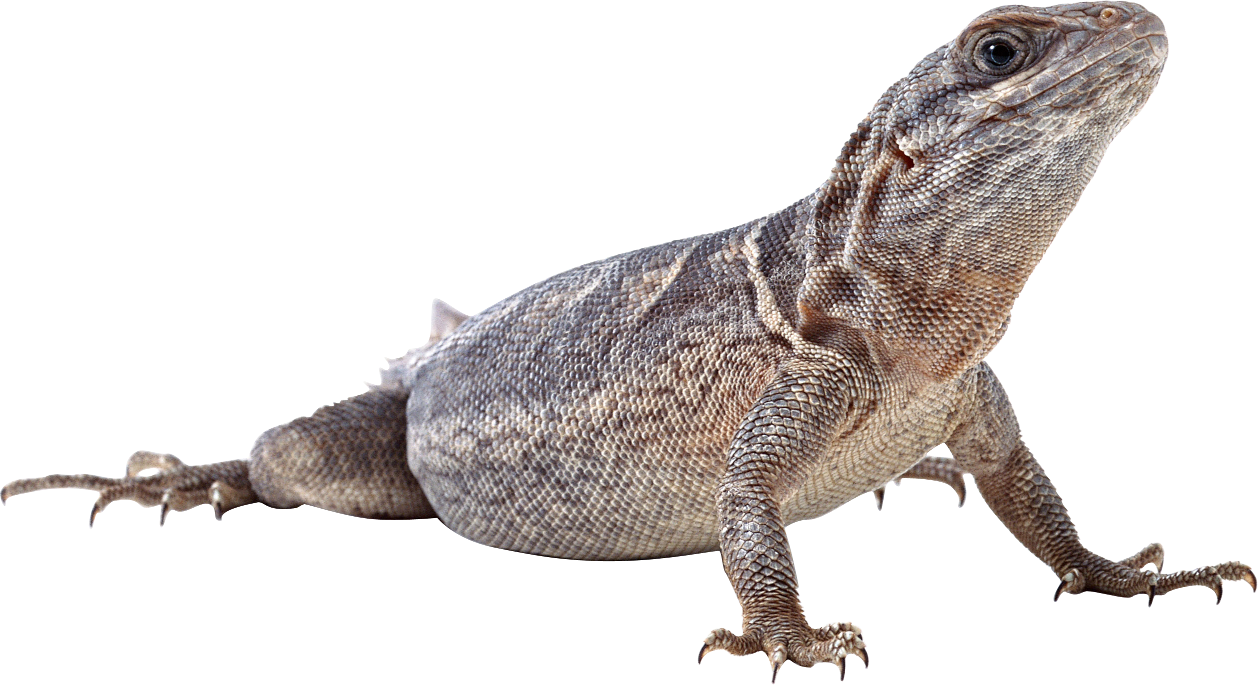 Lizard Png (2516x1371), Png Download