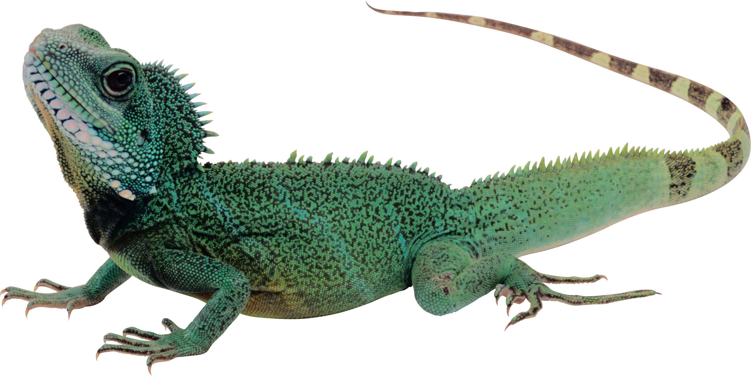 Lizard Png - Lizard Transparent Background (3026x1515), Png Download