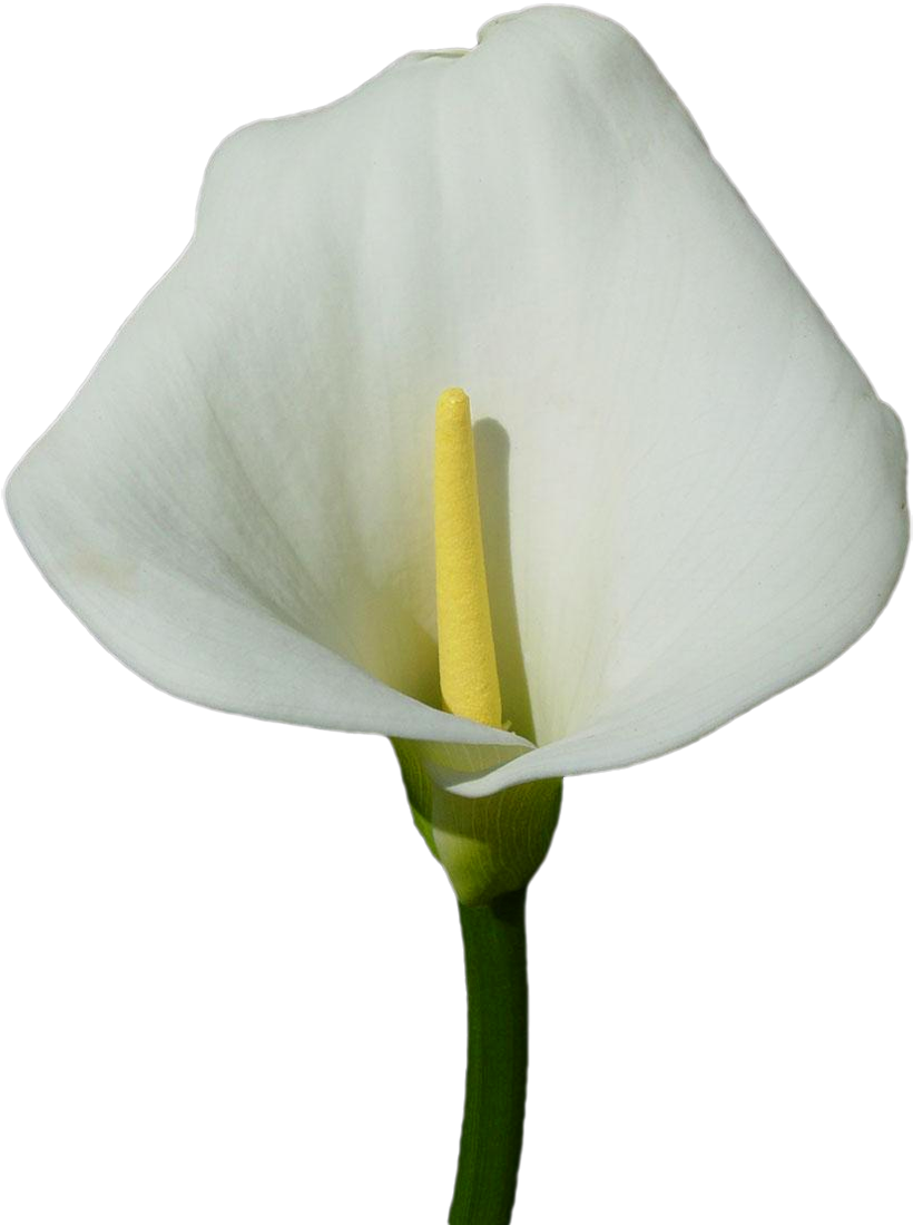 Calla Lily Clipart Transparent - White Calla Lily Png (840x1109), Png Download