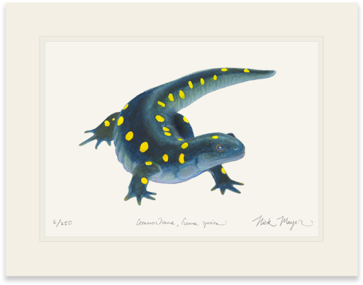 Spotted Salamander (600x501), Png Download
