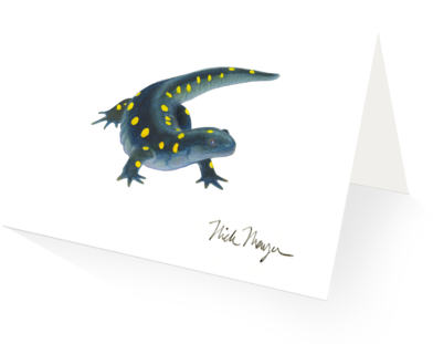 Yellow Spotted Salamander - Spotted Salamander (480x387), Png Download