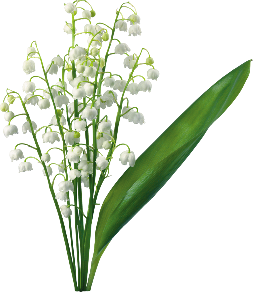 Transparent Lily Of The Valley - Lily Of The Valley Png (880x1015), Png Download