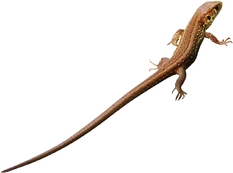 Red Admiral Butterfly Png - Lacerta (560x560), Png Download