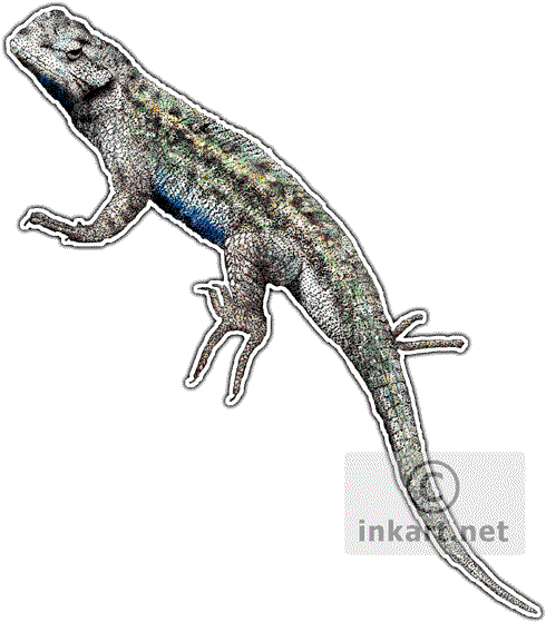 Leopard Lizard Clipart Pen - Blue Belly Lizard Drawing (497x560), Png Download