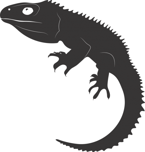 Tuatara,reptile,ancient Reptile,living Fossil,new Zealand,free - Tuataras Png (500x523), Png Download
