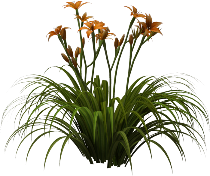 Rendered In Poser Pro 2012 Please Download For Full - Lily Plant Png (1024x639), Png Download