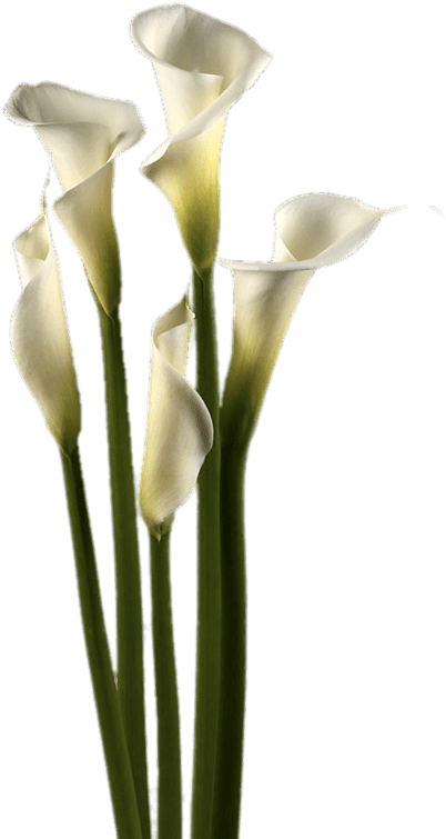 Download - White Calla Lily Png (600x800), Png Download