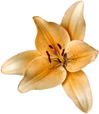Lilly Orange - Portable Network Graphics (400x400), Png Download