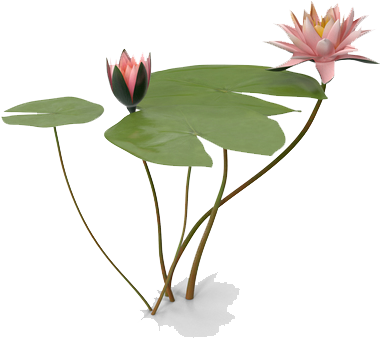 Water Lily Png Photo - Water Lilies (600x600), Png Download